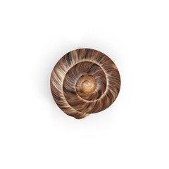 Marginata Shell on white. Top view. 3D illustration