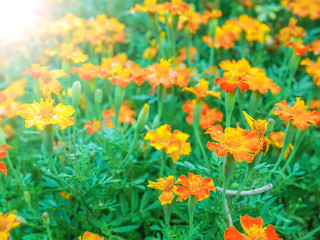 Fototapeta premium Tagetes Marigold Flower Autumn Flowers Background