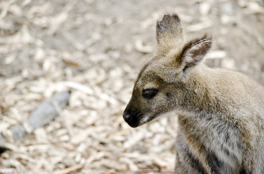 bennetts red necked wallaby