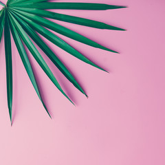 Tropical leaves on pastel pink background. minimal concept. Flat lay. - obrazy, fototapety, plakaty