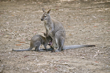 bennetts red necked wallaby