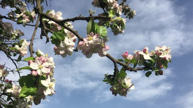 Spring day with apple blossoms