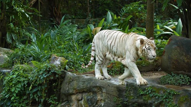 A rare white tiger