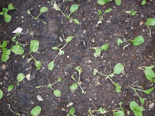 baby kale plant in the farmland, vegetable