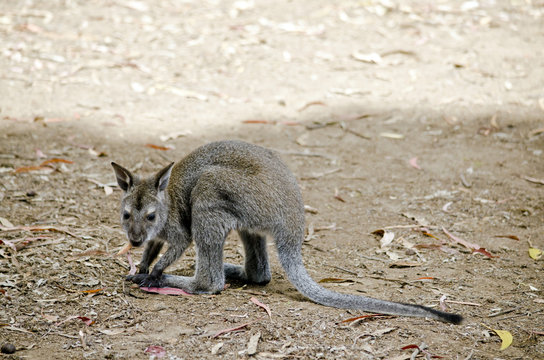 bennetts red necked wallaby joey