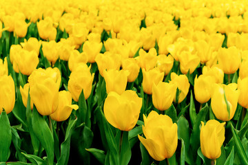 Yellow Tulips