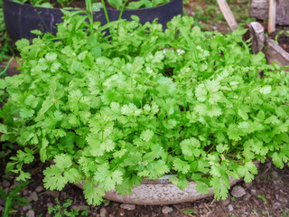 Green coriander in growth at vegetable garden