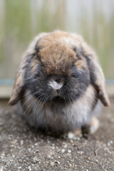 Fototapeta premium うさぎ03