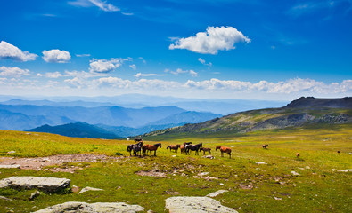 Horses on mountain peak