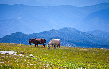 Horse with foal eating grass