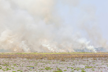 Big smoky and fire from burning dry grass and reeds near pink lotus pond in countryside of Thailand.
