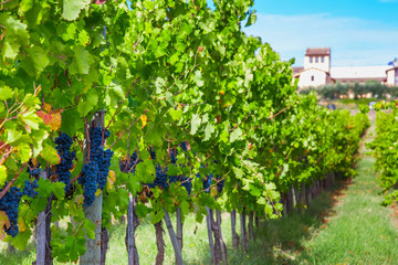 Fototapeta na wymiar View of vineyard row with bunches of ripe red wine grapes