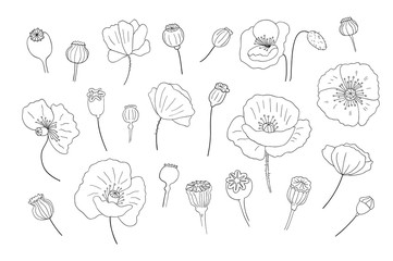 Black poppies isolated on a white background. Poppy doodle seed heads and flower illustration