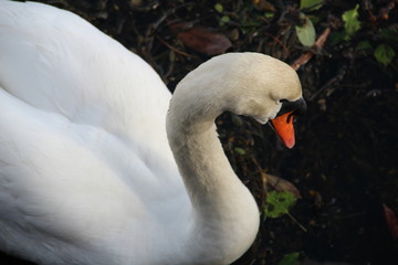 Swan isolated