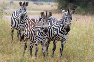 Fototapeta na wymiar Drei Zebras in Uganda