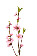 Fototapeta na wymiar Pink peach flower isolated