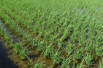 田植え３週間後の田園風景