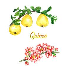 Quince branch with flowers and fruits, isolated hand painted watercolor illustration