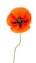 Obraz premium Beautiful poppies isolated