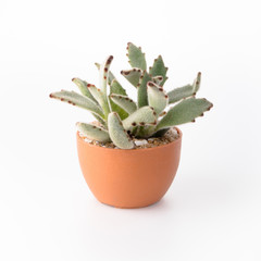 Cactus Isolate on white background - 140600162