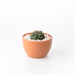 Cactus Isolate on white background - 140600365