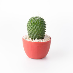 Cactus Isolate on white background - 140600369