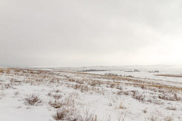 dry plants in the snow