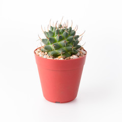 Cactus Isolate on white background