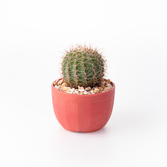 Cactus Isolate on white background - 140600569