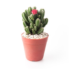 Cactus Isolate on white background - 140600722