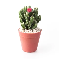 Foto op Plexiglas Cactus in pot Cactus Isolate on white background