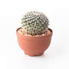 Cactus Isolate on white background - 140600787