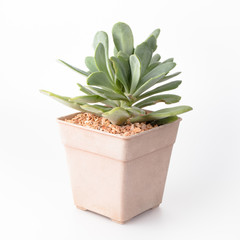 Cactus Isolate on white background - 140600796