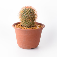 Cactus Isolate on white background - 140600913