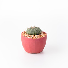 Cactus Isolate on white background - 140600969