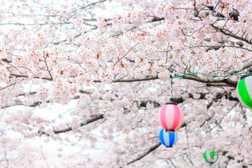 Soft and Selective focus of Cherry blossom tree (sakura) and colorful paper lanterns decorated for a traditional Japanese cherry blossom celebration hanami in spring season, Abstract background