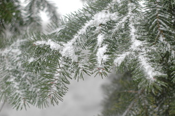 Snow-covered twig of a Christmas tree close-up in the winter.