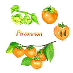 Persimmon branch with fruits, flowers, fruit and cut slice, isolated hand painted watercolor illustration 