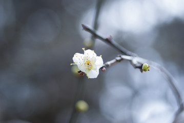早春の梅の花