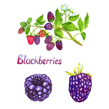 Blackberries branch with flowers ripe, green and pink berries, isolated set hand painted watercolor illustration