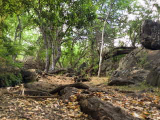 Promenade en forêt à La Réunion