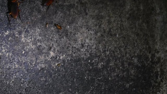 Roaches Swarm