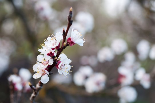 Branch of the apricot tree with white flowers in spring. Blurred natural background
