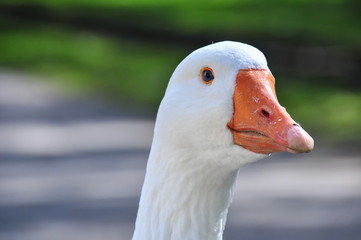 head of a goose