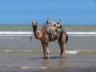 camel at the ceach