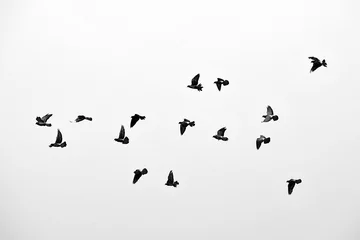 Foto op Plexiglas Vlucht van vogels in het wild. Silhouet. Vrij. Vrijheid © habilis123
