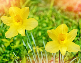 Bright and colorful flowers daffodils