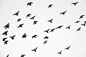 Flight of birds in the wild. Silhouette. Free. Freedom