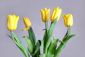 Bouquet of five beautiful yellow tulips on gray background closeup