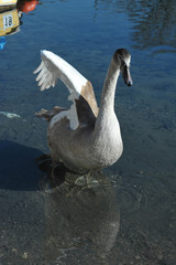 Young Mute Swan
